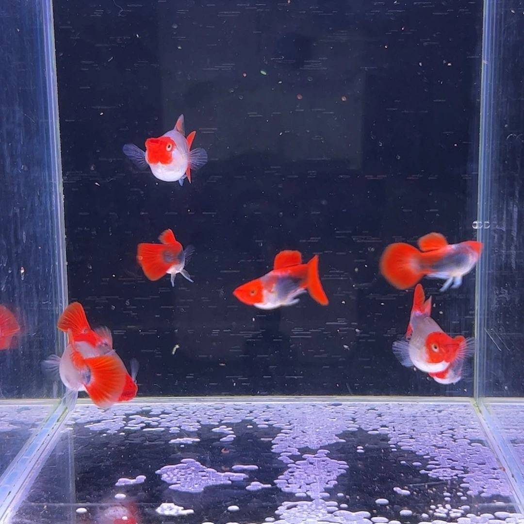 刘***悠孔雀鱼深海蓝4对所见即所得