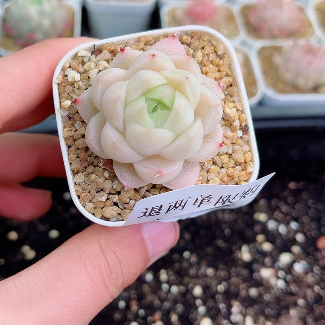 1-797 新疆西藏内蒙不发零度以下拍保温箱不拍不包损