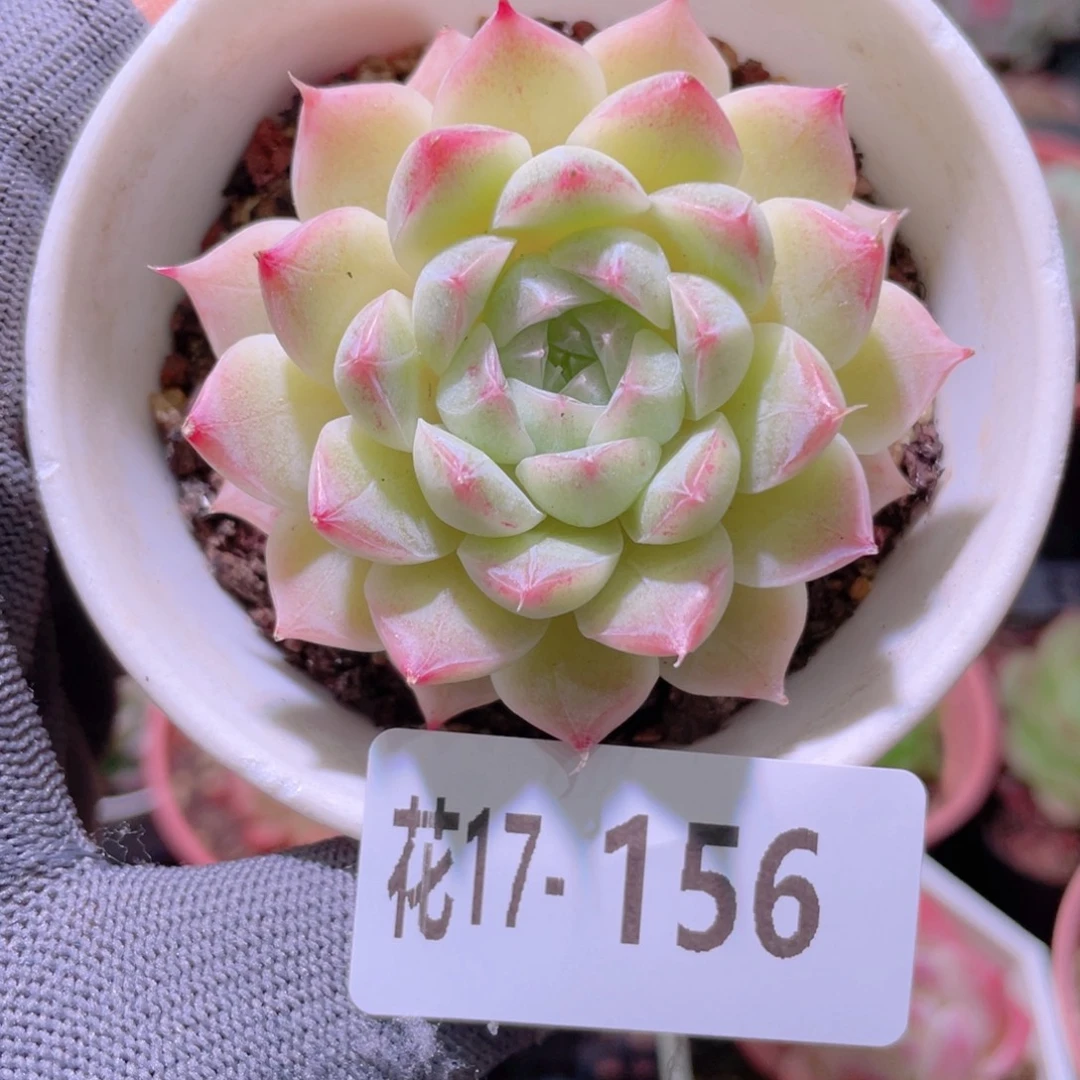 花利美17-156女王