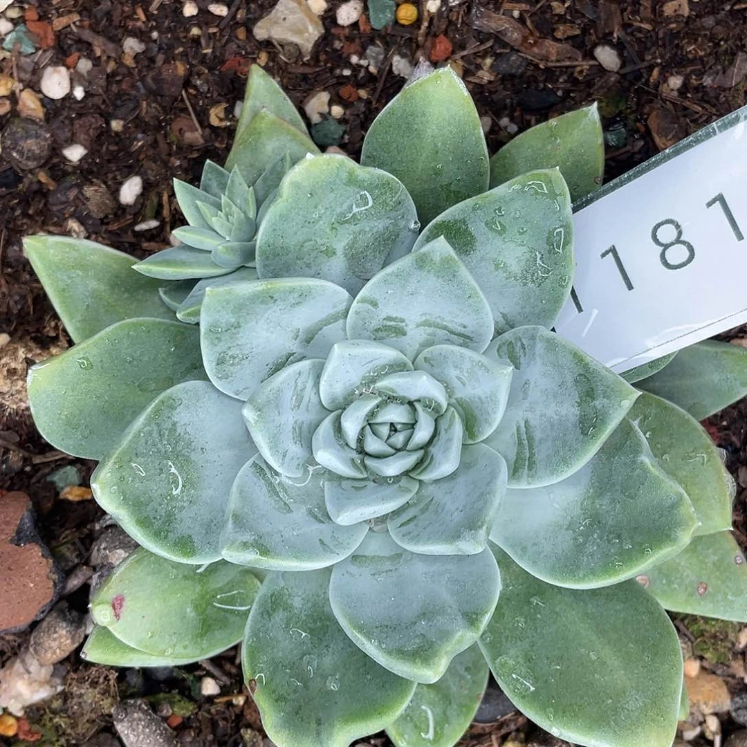 墨西哥大花朵苹果叶11813