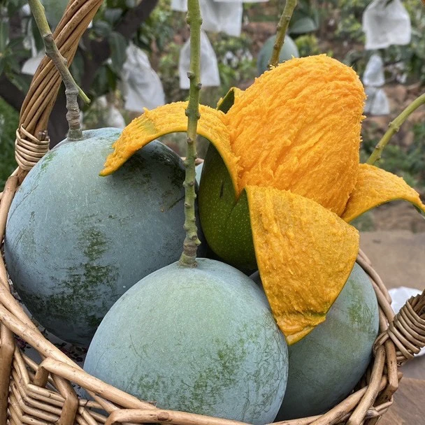 海南凯特芒果酸甜多汁香味浓郁新鲜现摘发新鲜顺丰包邮10斤装礼盒