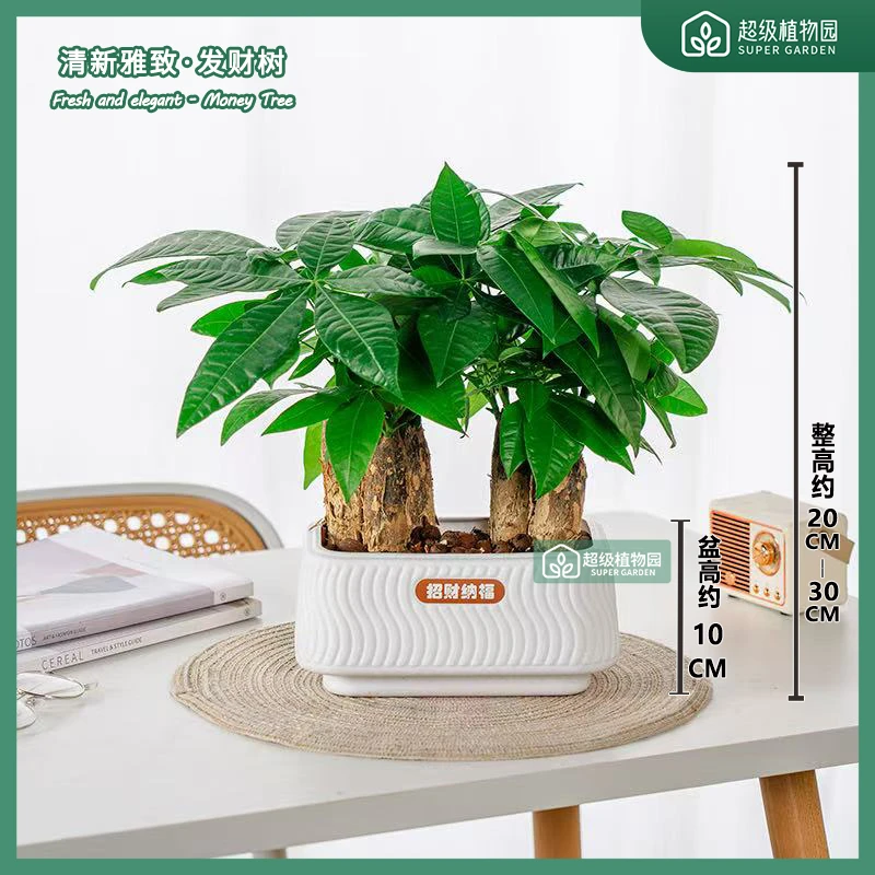 【六杆发财树】发财树盆栽招财植物室内客厅四季常青绿植净化空气