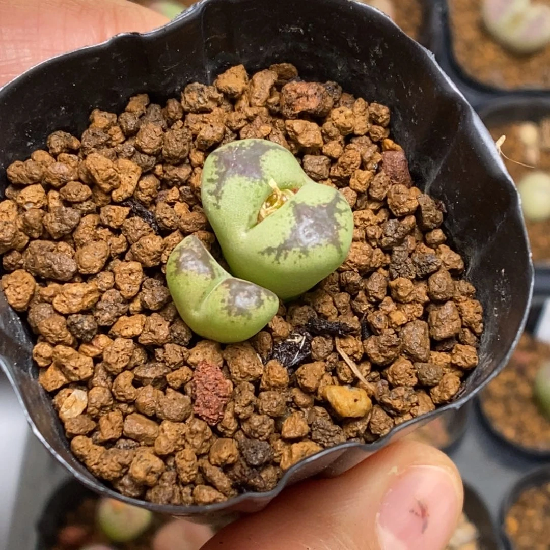 多肉植物肉锥杂交K-4706 下播
