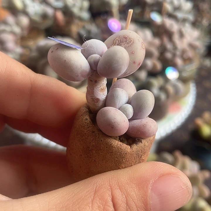 带盆发货 2口盆 奶尖