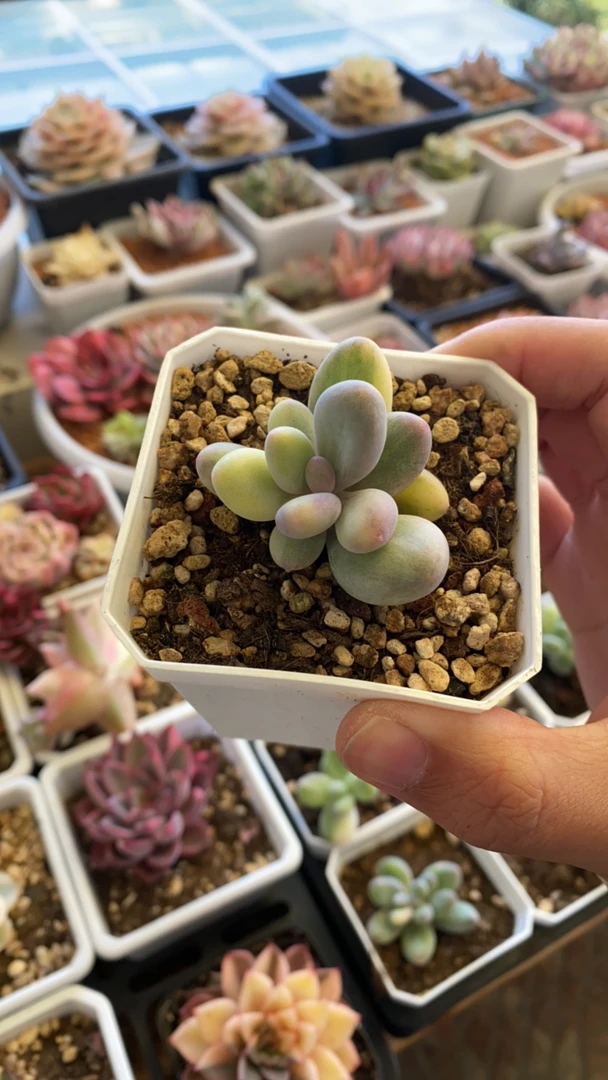 奶锦福利拉丝多肉