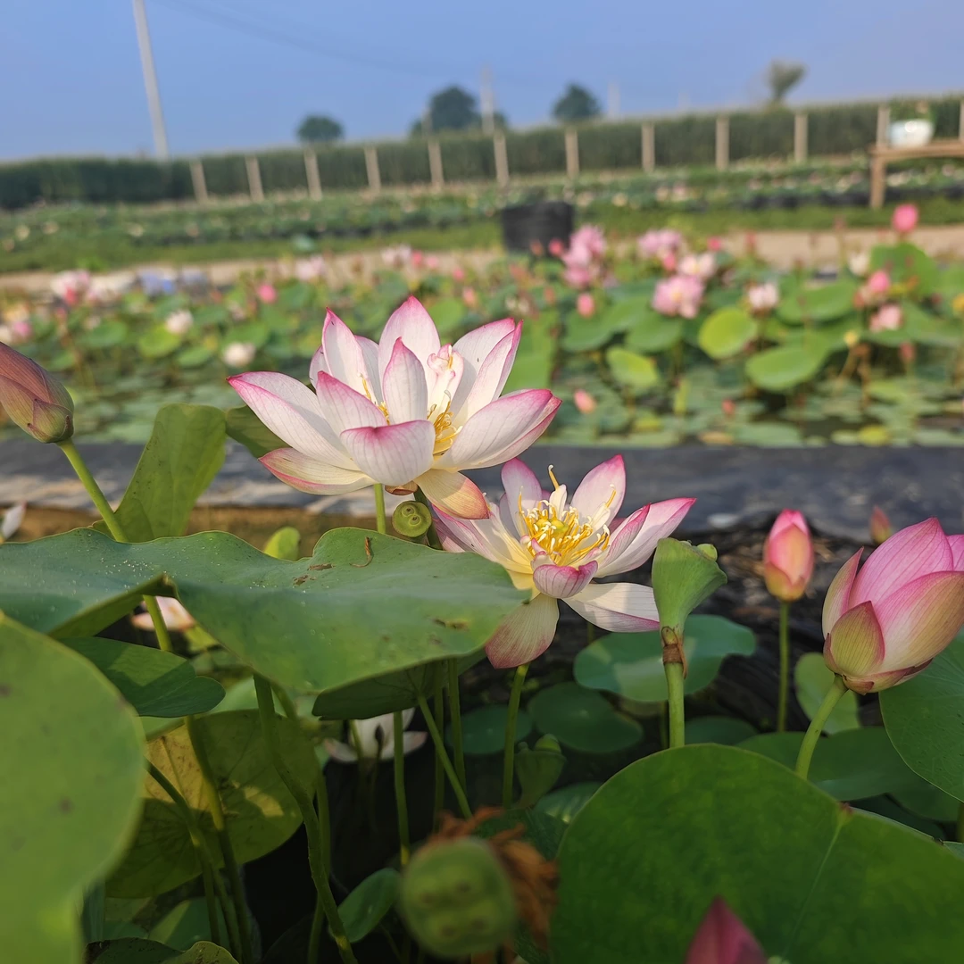 【丛柯】微型碗莲杯苗/种藕水生植物花卉绿植盆栽小荷花楼顶阳台庭