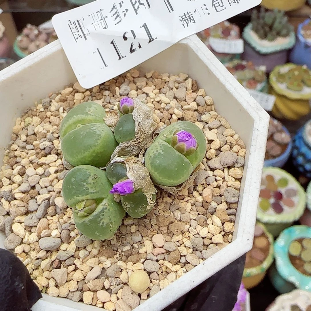 生石花满18包邮1121-103