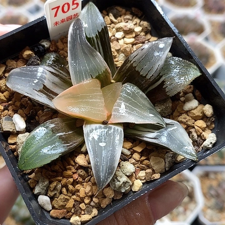 705裹实生克锦一物一拍