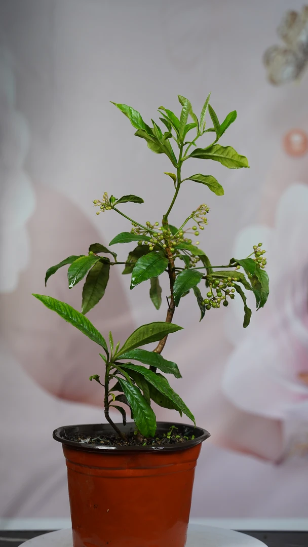 朱砂根（绿植盆栽）