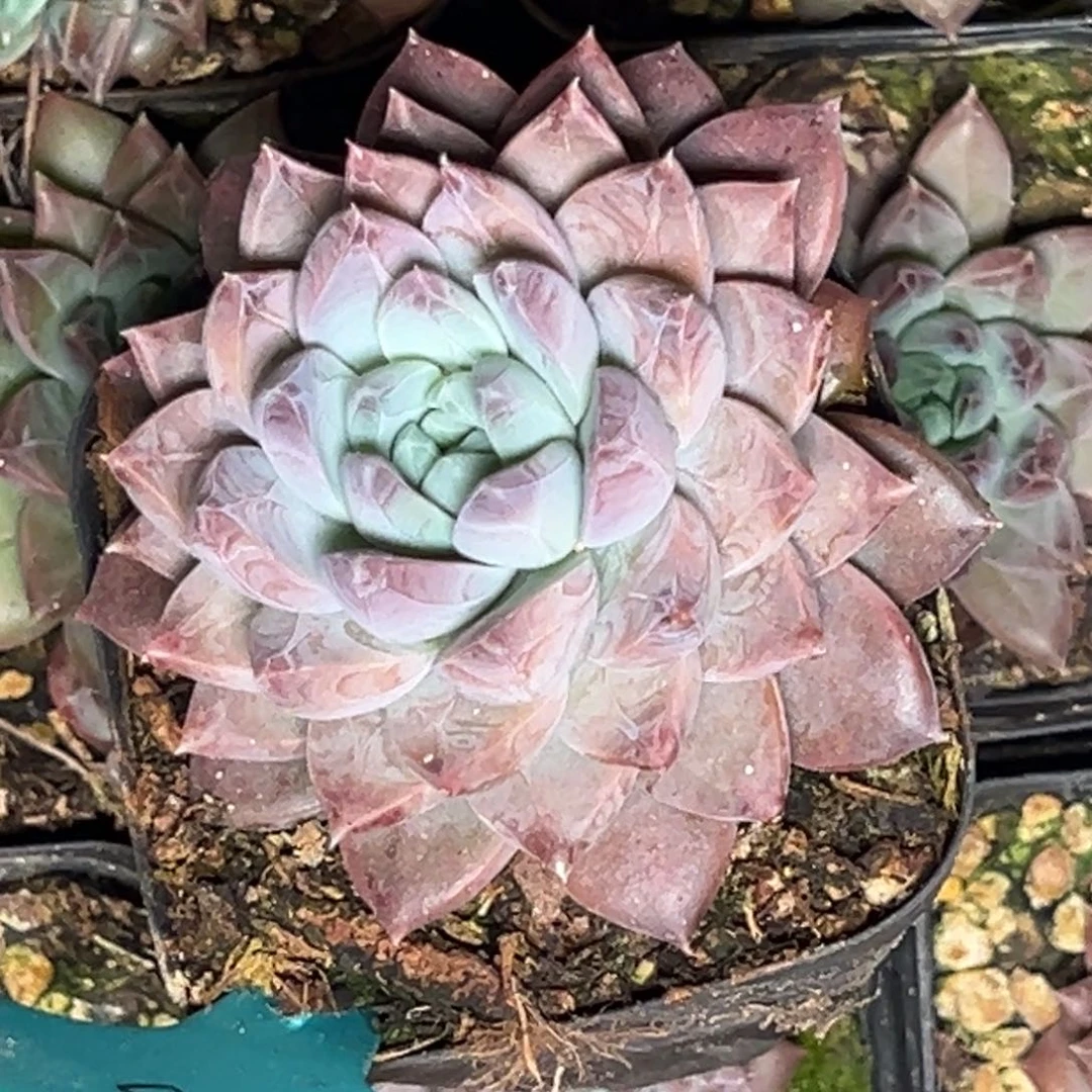 9005号晚上多肉植物群生吃