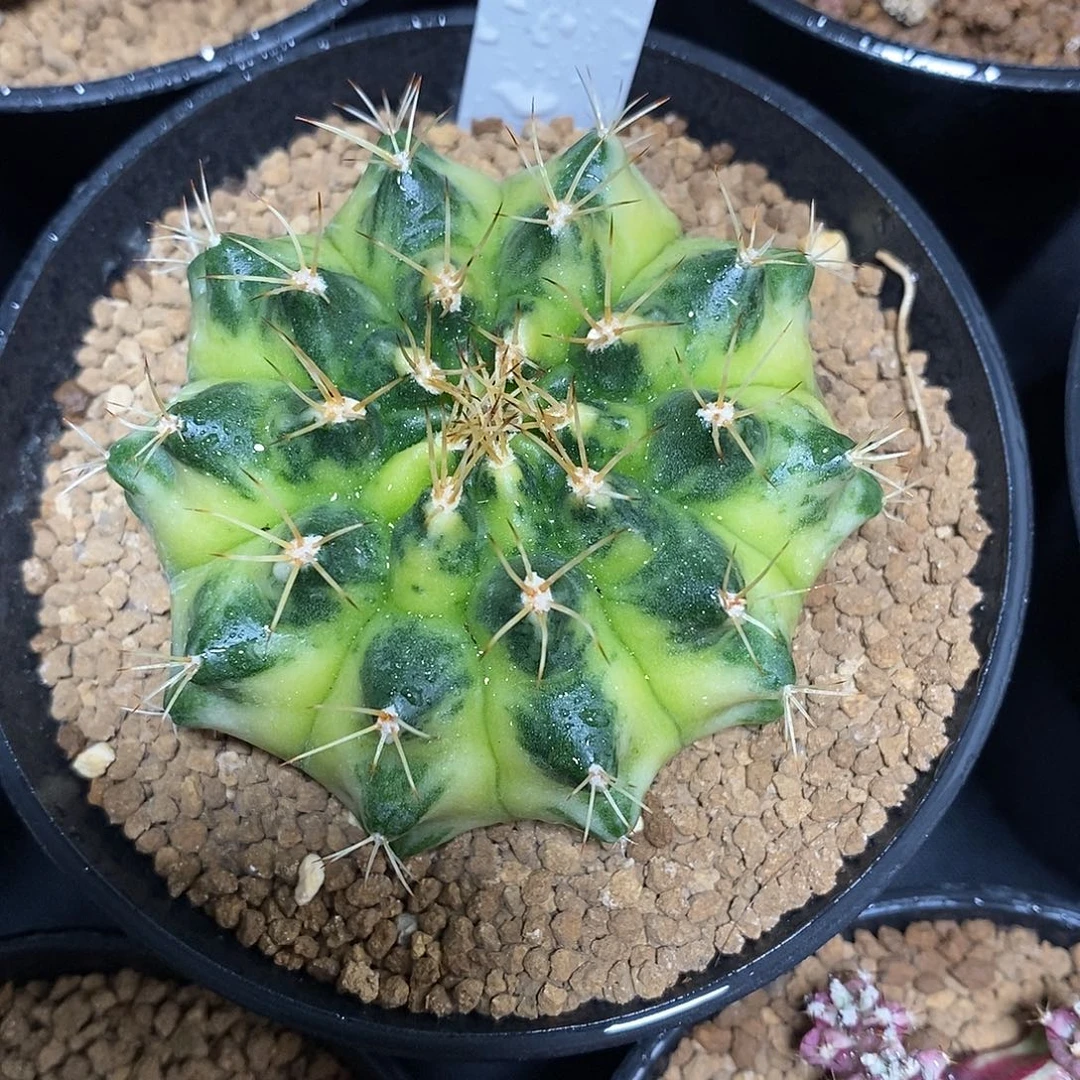 米哈仙人球绿月亮侧芽