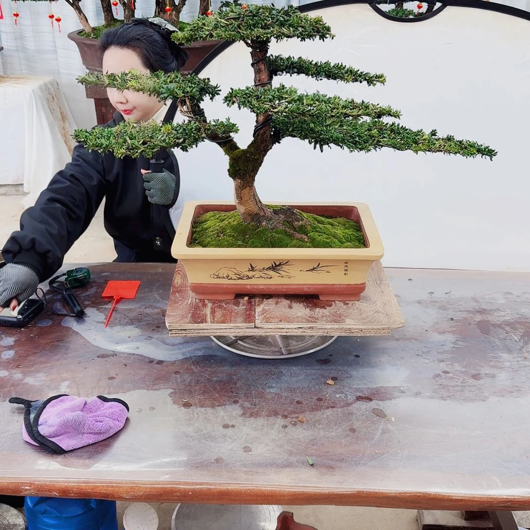 绿植罗汉松一物一拍