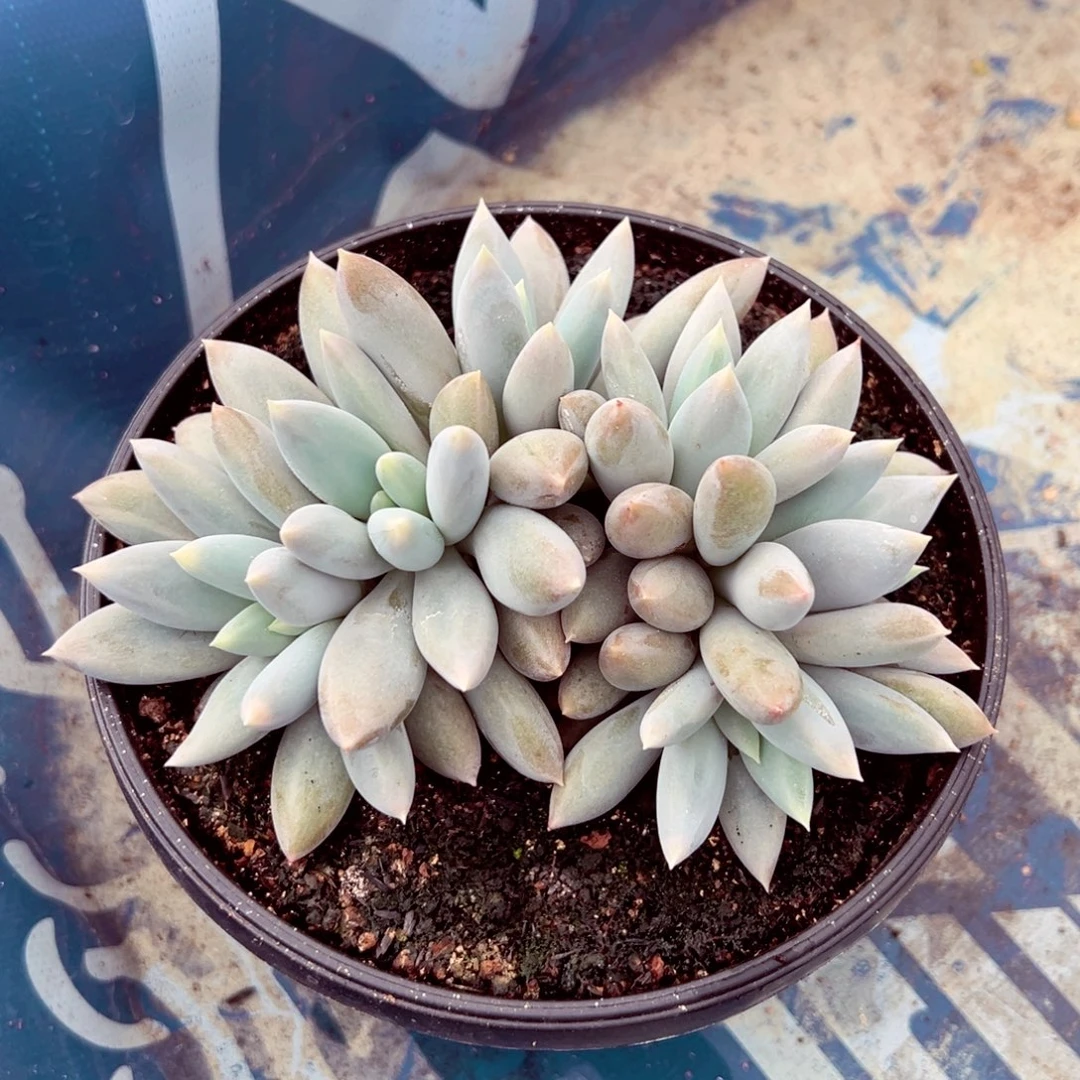 彩体奇特朵缀寄养