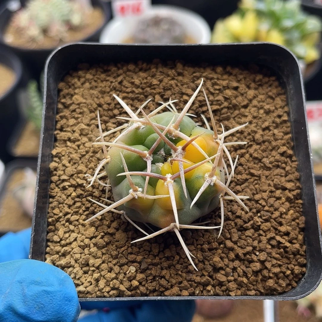 实生裸鄂三本刺锦