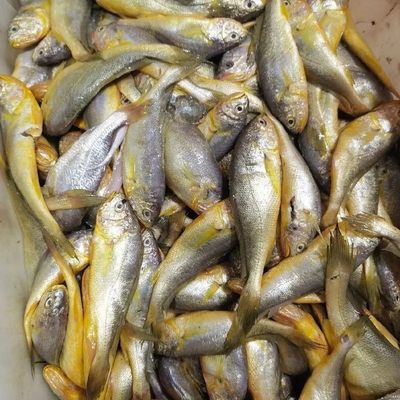 【到手4斤】渤海湾深海小黄鱼品质新鲜10条左右/斤顺丰冷链发货包邮