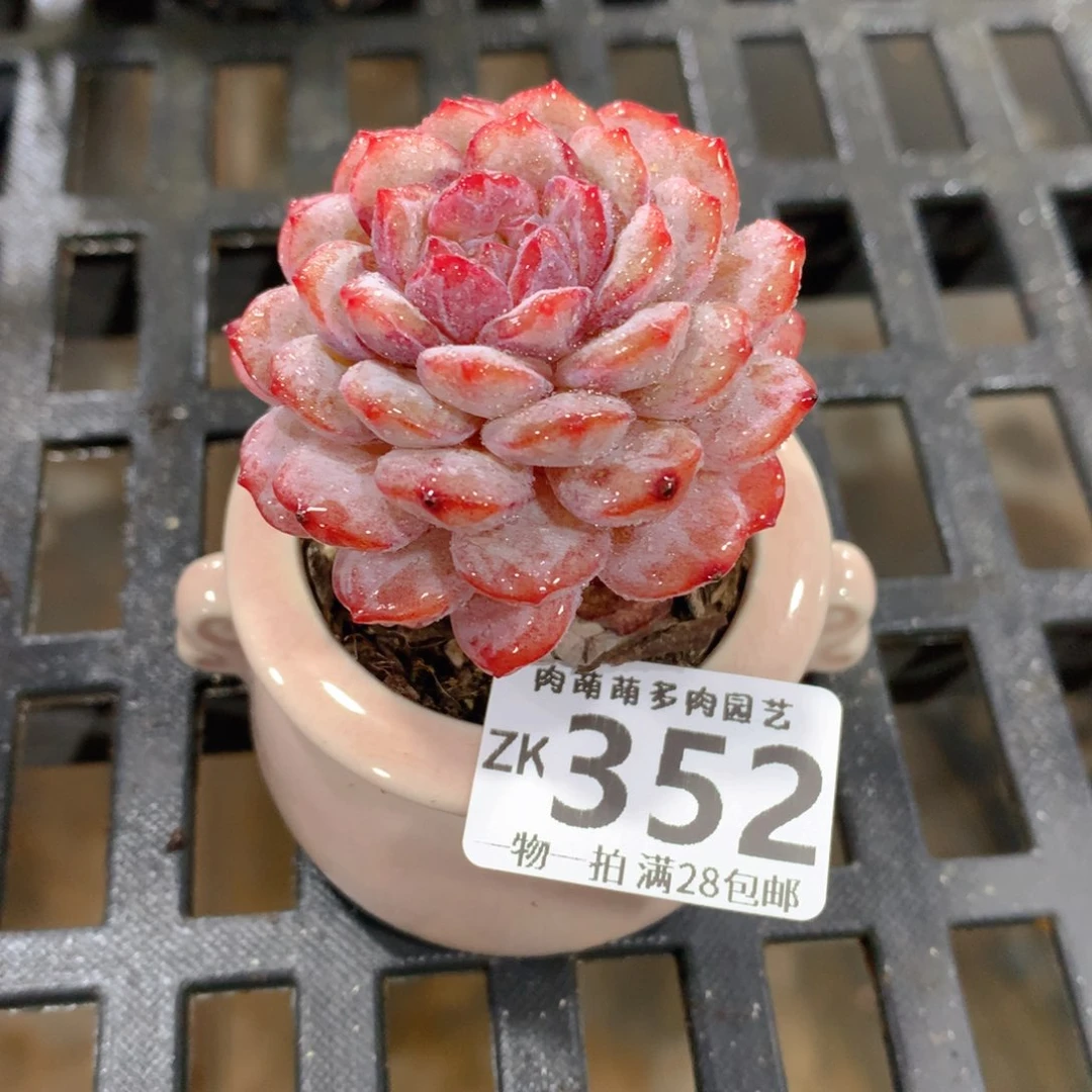 肉萌萌拇指盆精控多肉ZK352