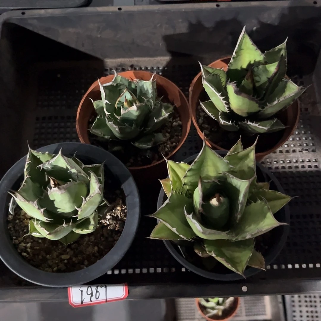 是**啊三叉戟，黑火焰，猫爪，076