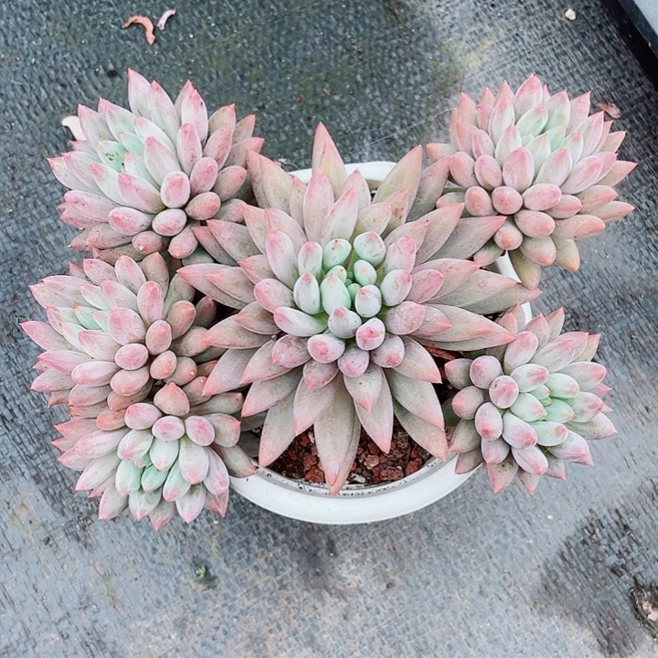 老桩控养金鱼姬22cm