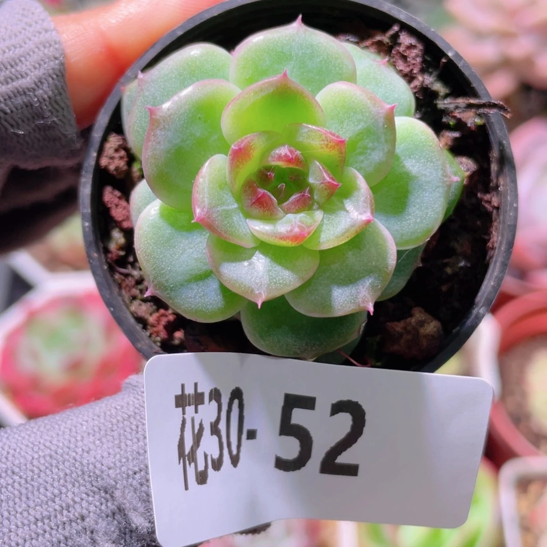 花利美30-52新品