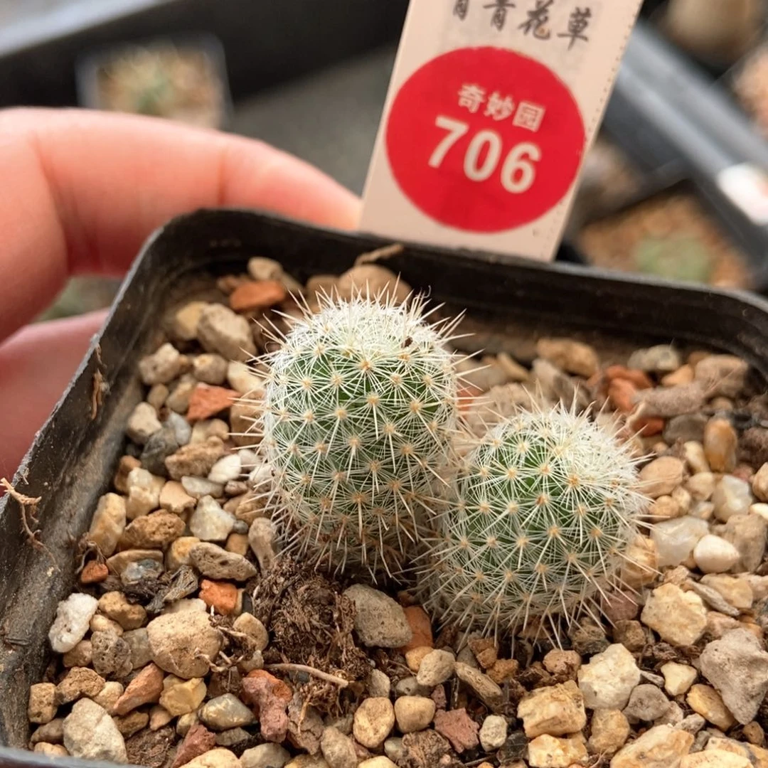 实生双头千鹤丸一颗仙人球