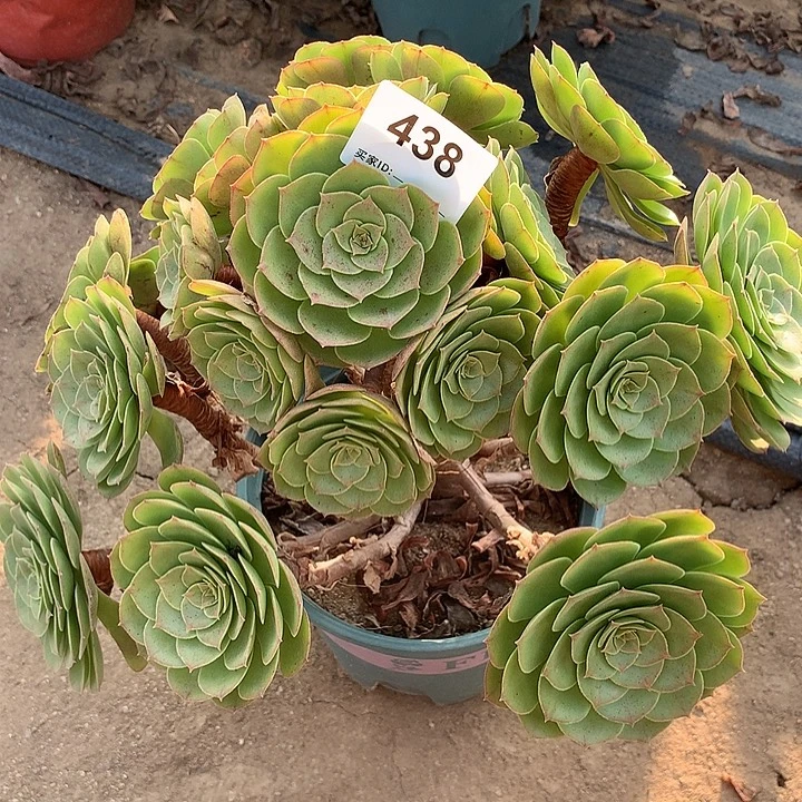 多肉植物万圣节438号