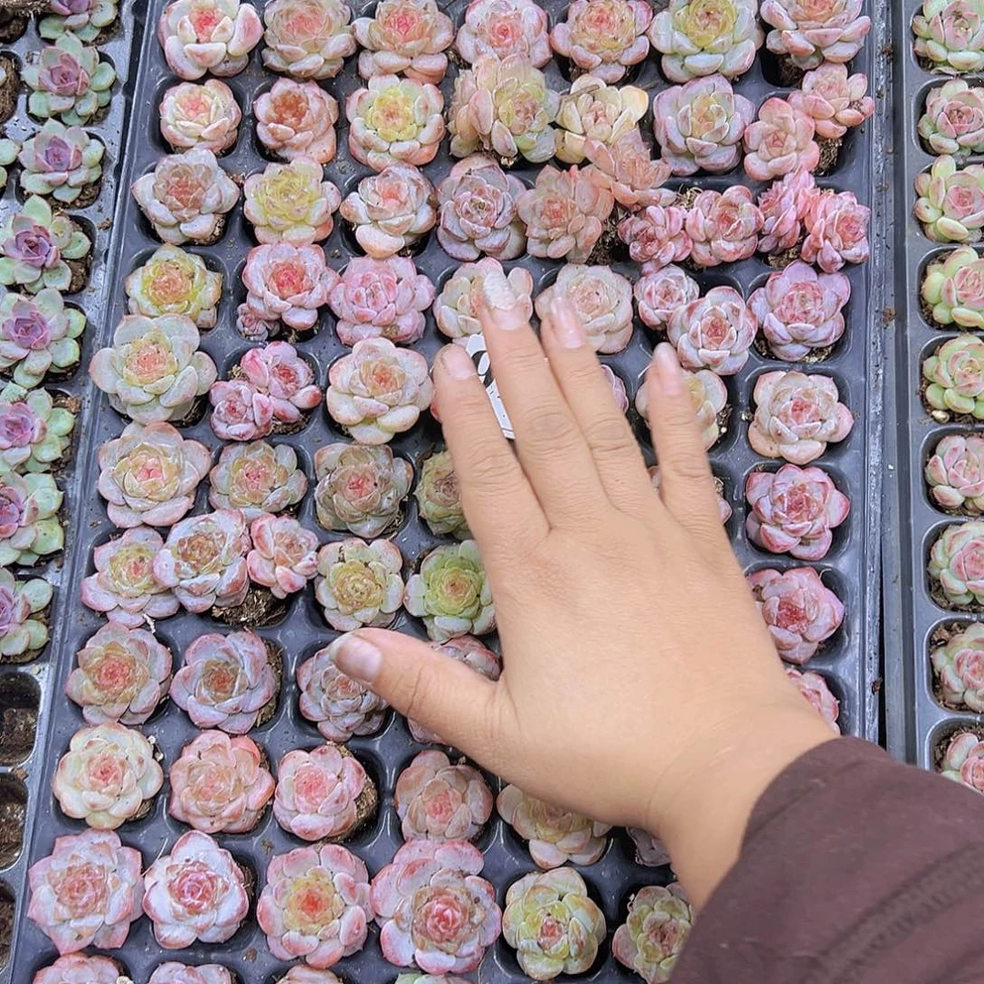 910精品珍妮糖心7个19包邮