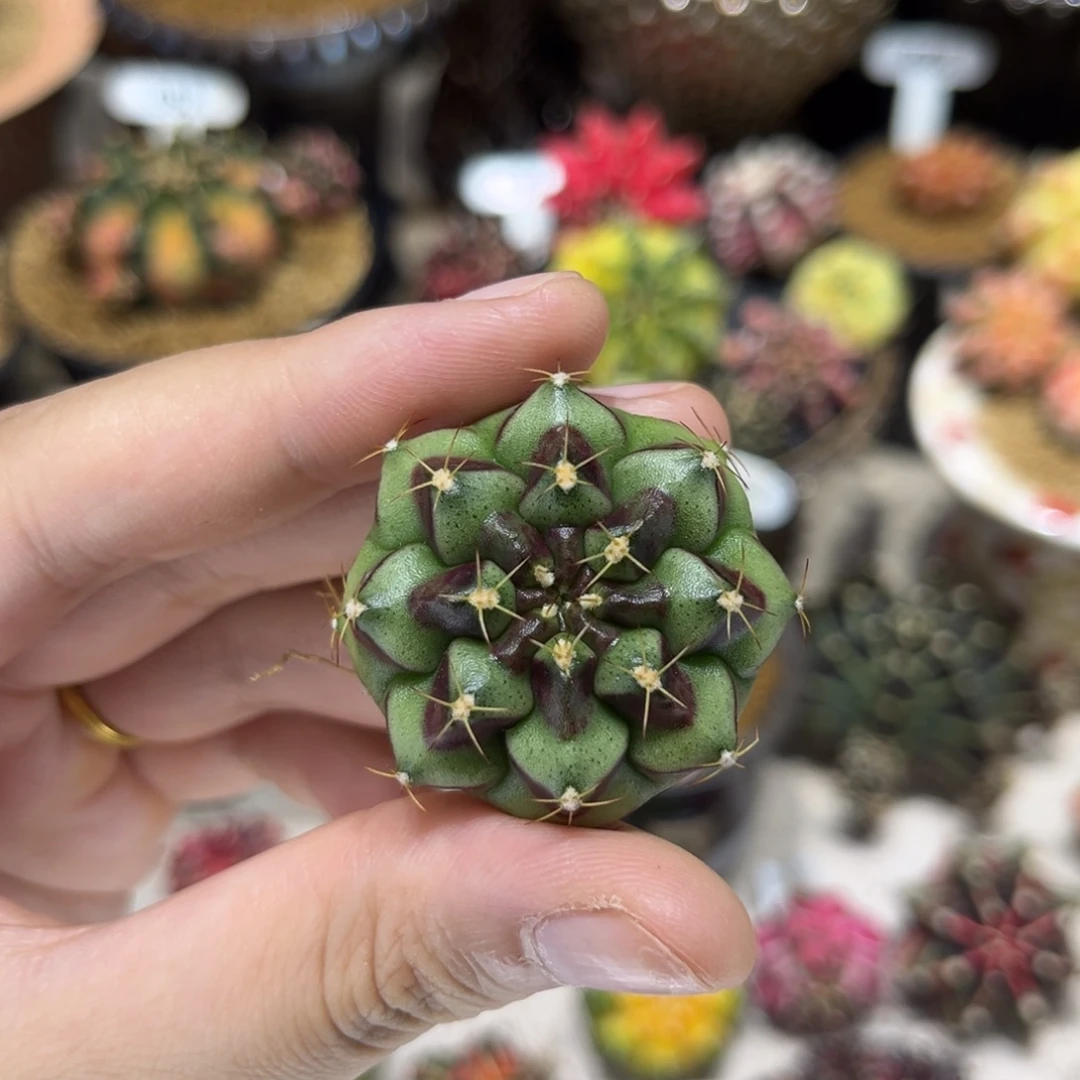 3.7cm泰系名品侧芽 花环