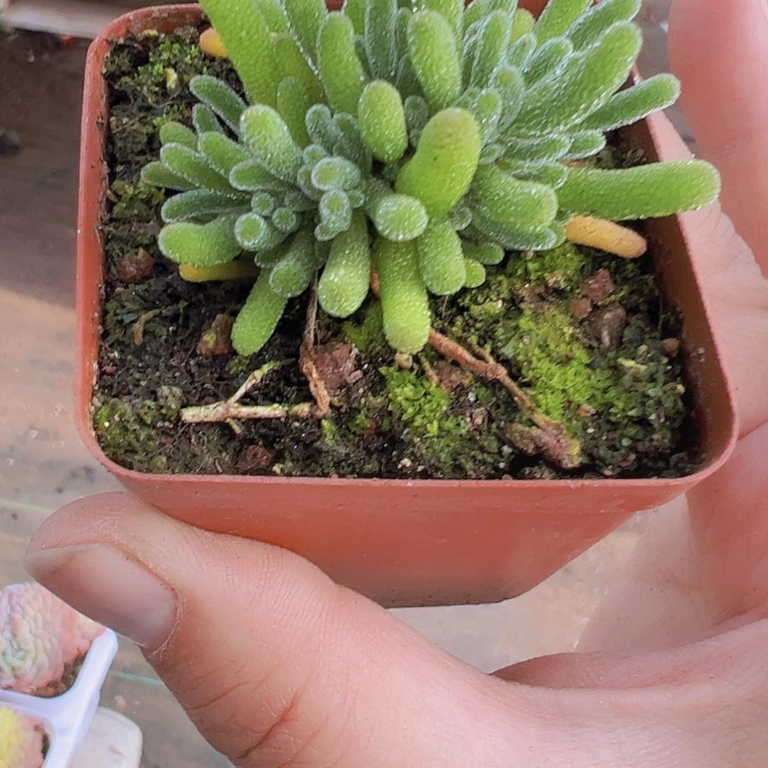 冰晶荧光枝干19包邮