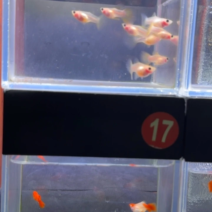 l***2孔雀鱼深海蓝白子球两对幻彩四对