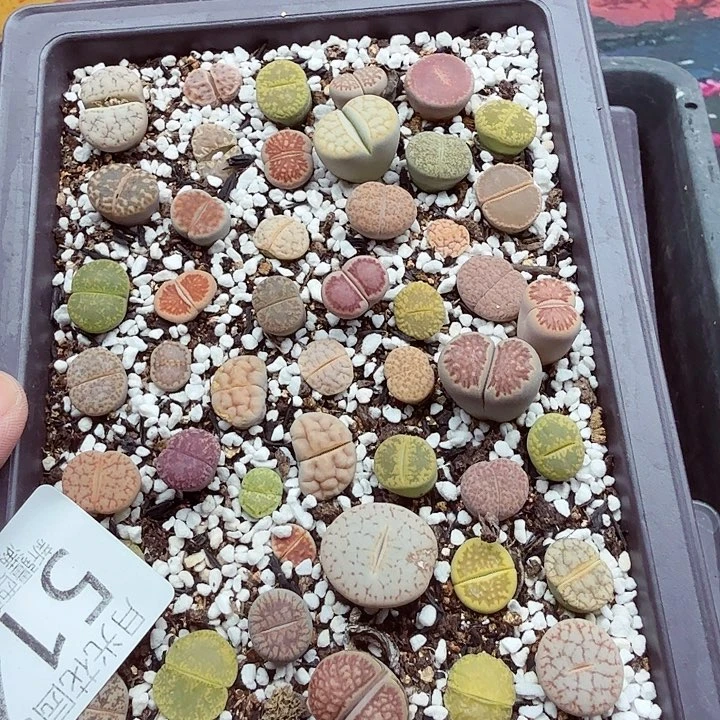 这个点睡起来都会514