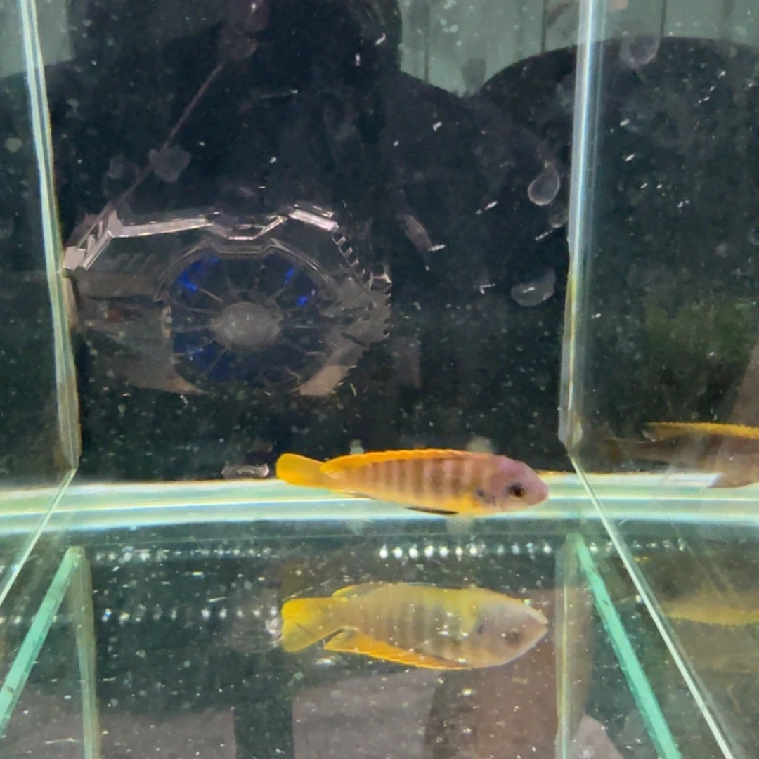 慈鲷1258红鸡。
