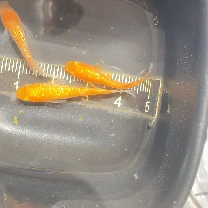 海水鱼23号拍品红王华