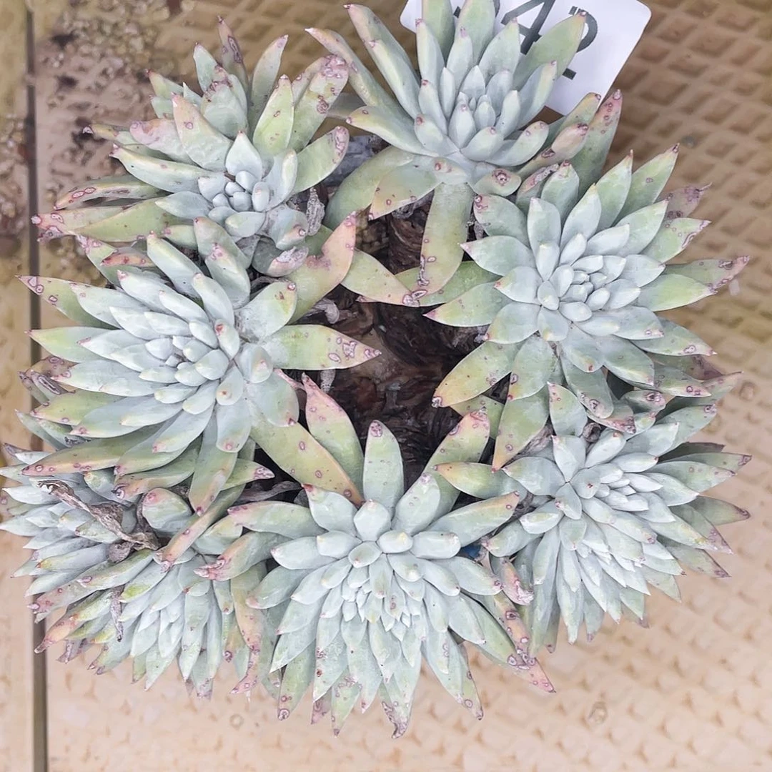 用****9刘丹杂交老桩多头6542