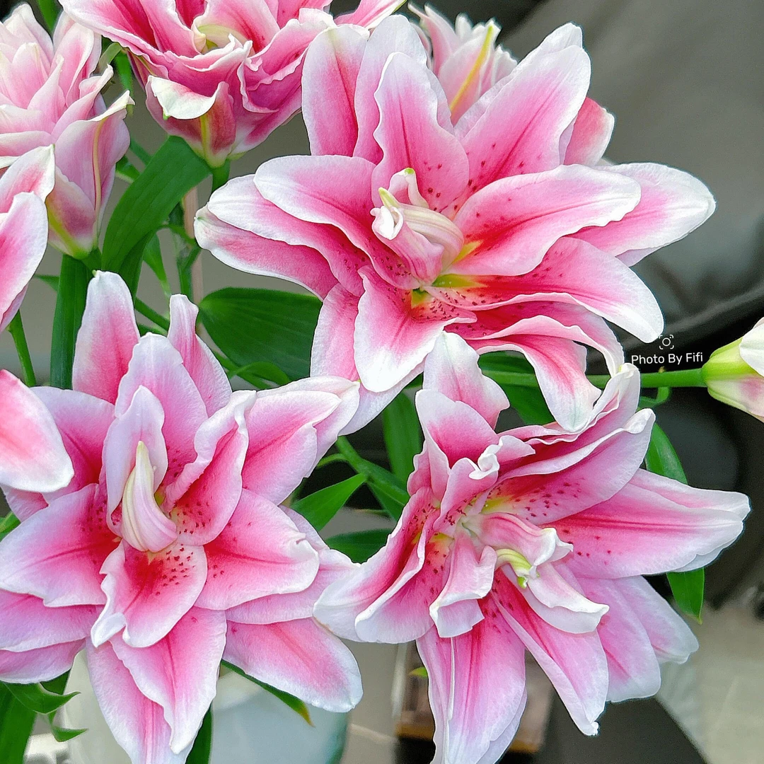 重瓣香水百合  家居花生活鲜花 贵港两小时内送货上门