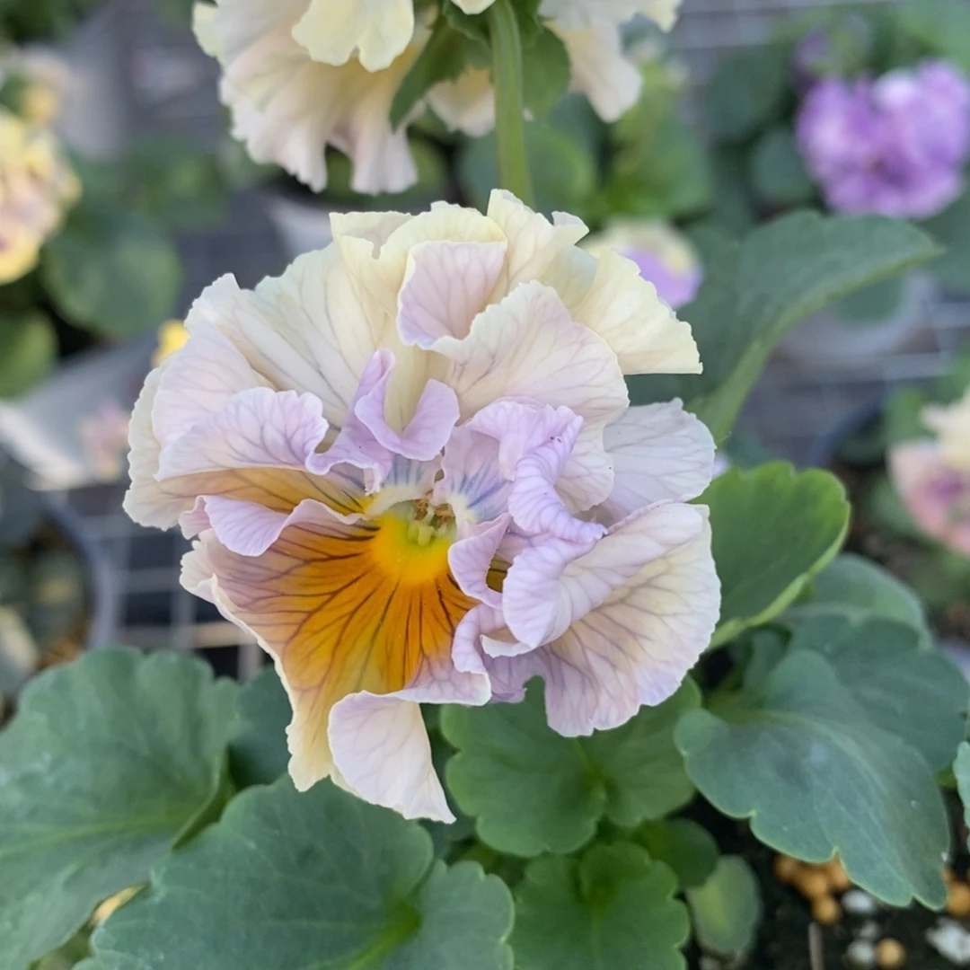 完全开放39号。 角堇