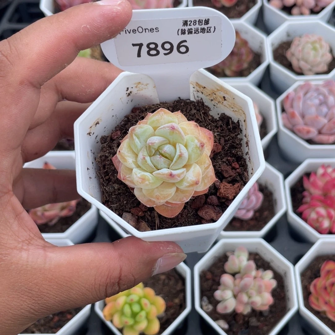 7896冰葡萄4.5厘米