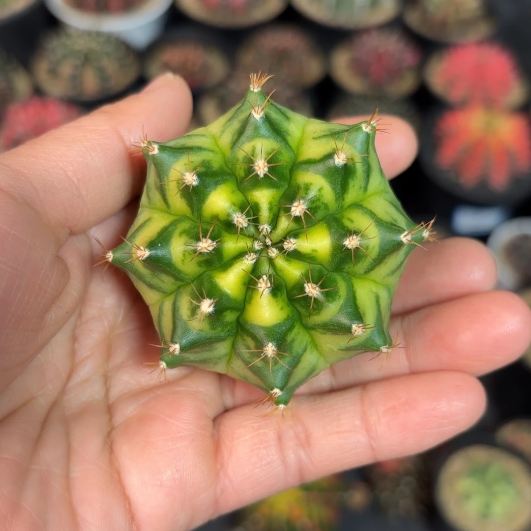 泰系实生乌贼仙人球55号