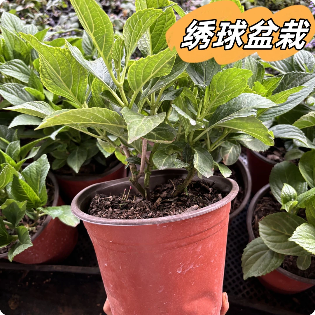 绣球盆栽大海蓝蒙娜丽莎多年生木本大花四季开花地栽易活新手能种