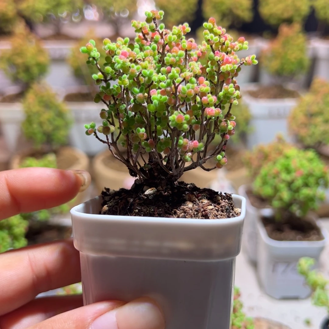 264蜜橘带盆土发货一物一拍