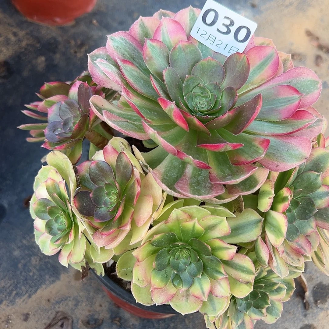 12.21.30雨荷多肉植物