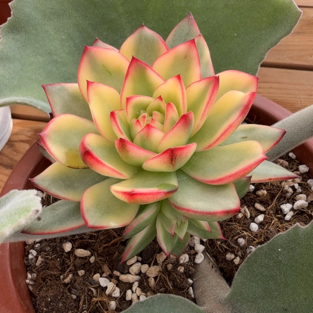 多头 安吉园艺锦锦锦