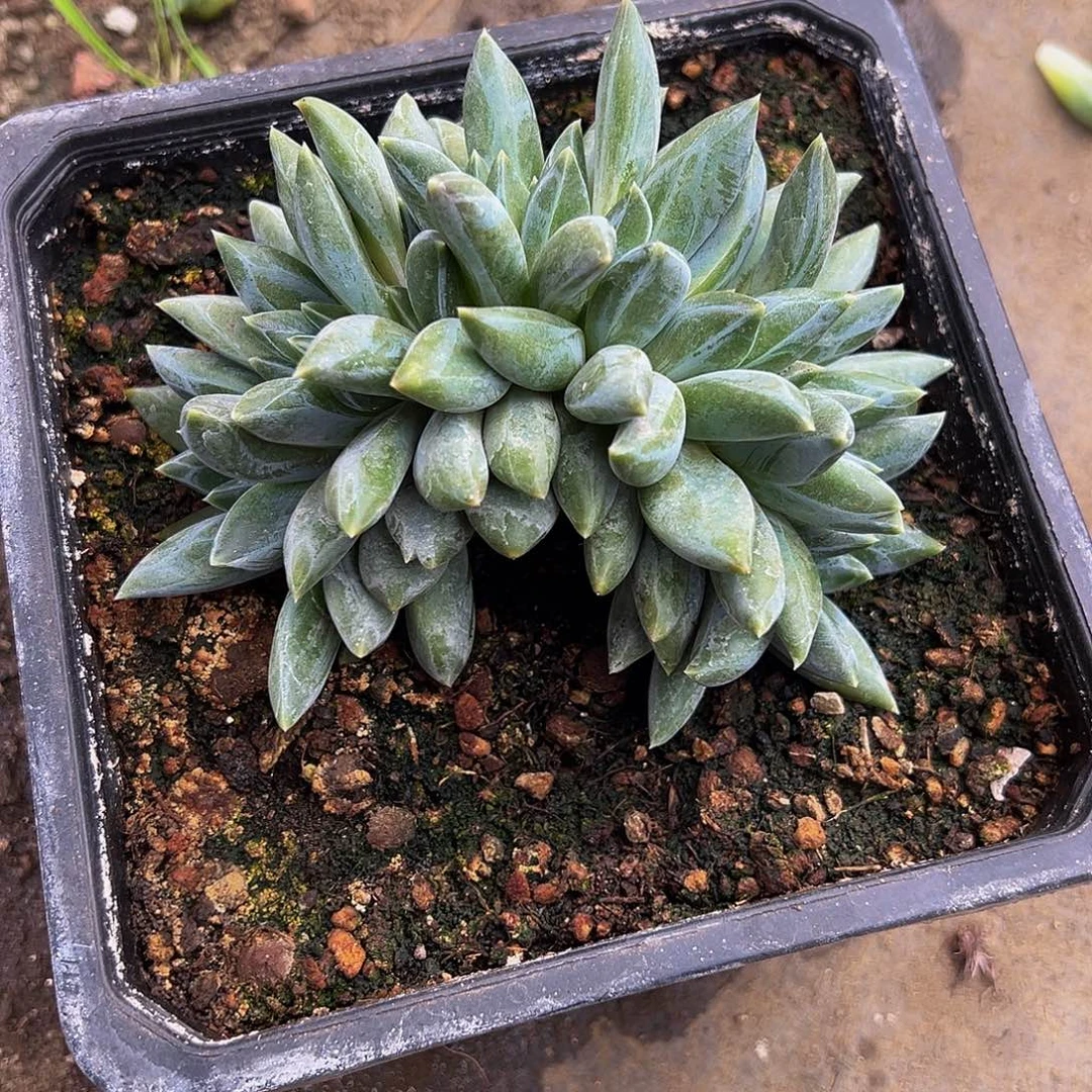 重楼朵朵缀多肉植物