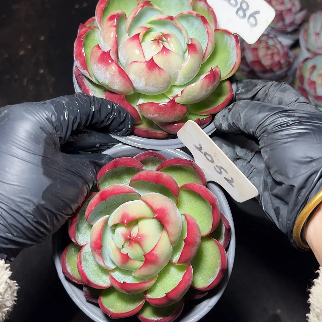 Y****惊鸿仙子2086.2052号