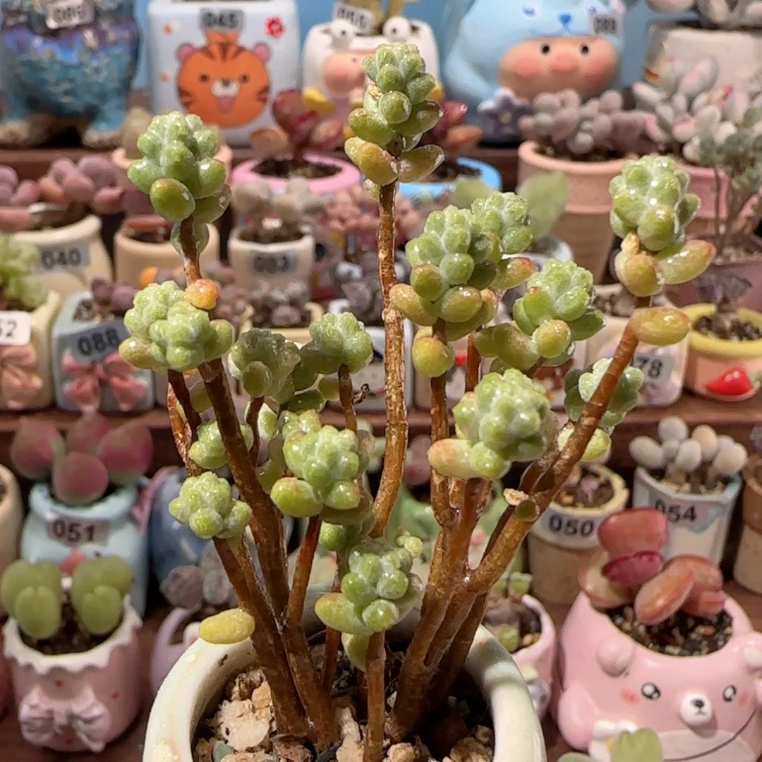 幸运树 盆口3.5cm