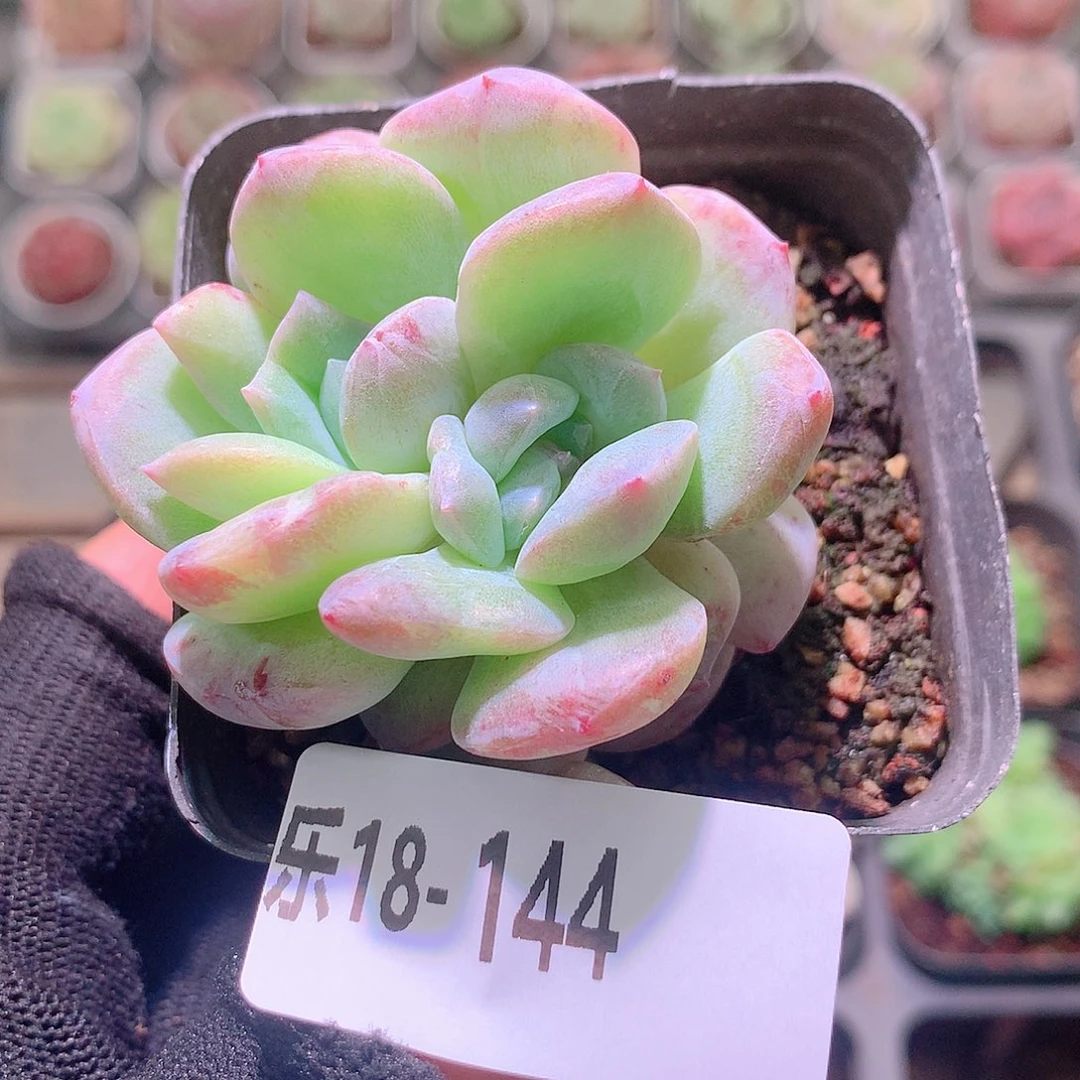 乐然18-144 新品单头