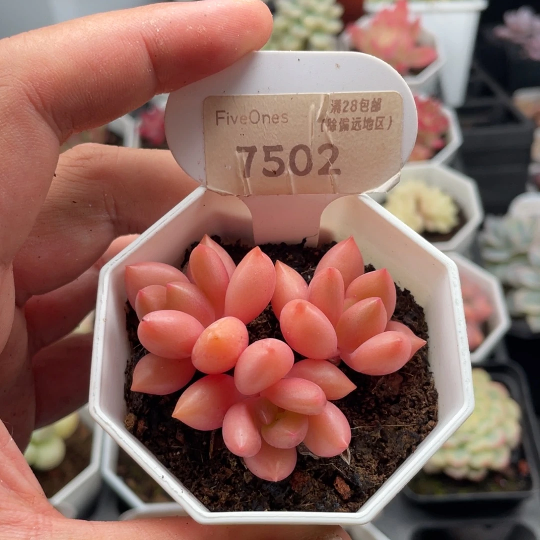 桃花源7502-6厘米