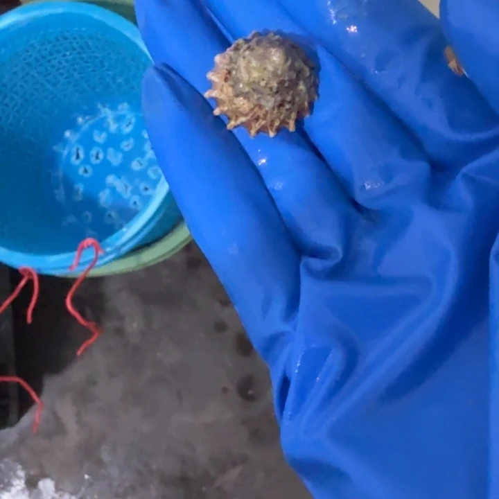 爱***抖奶嘴海葵紫底55555