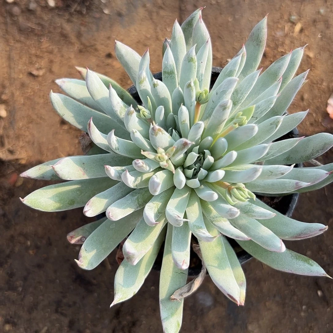 多肉植物努比吉娜