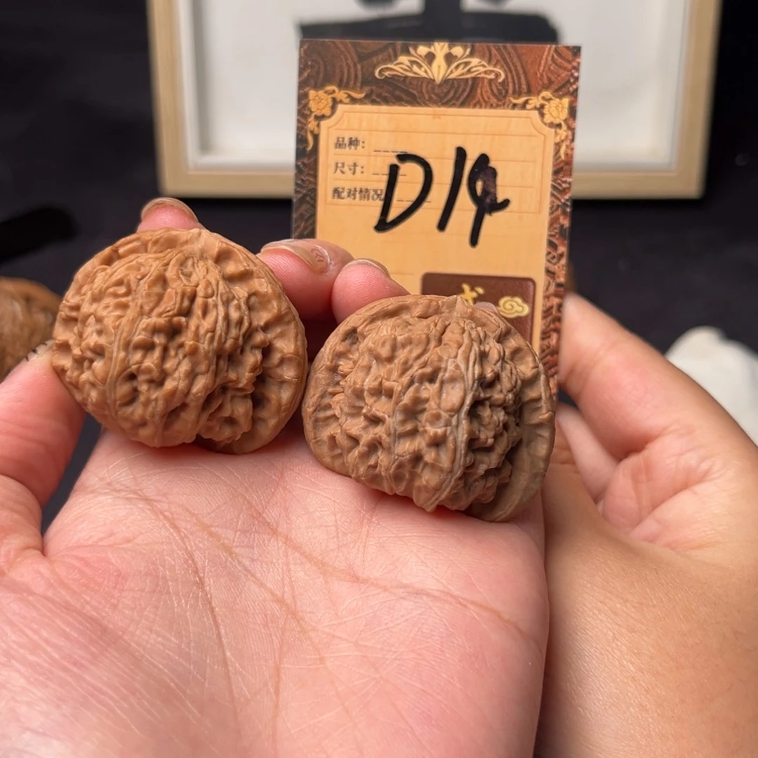 核桃d14白狮子1111