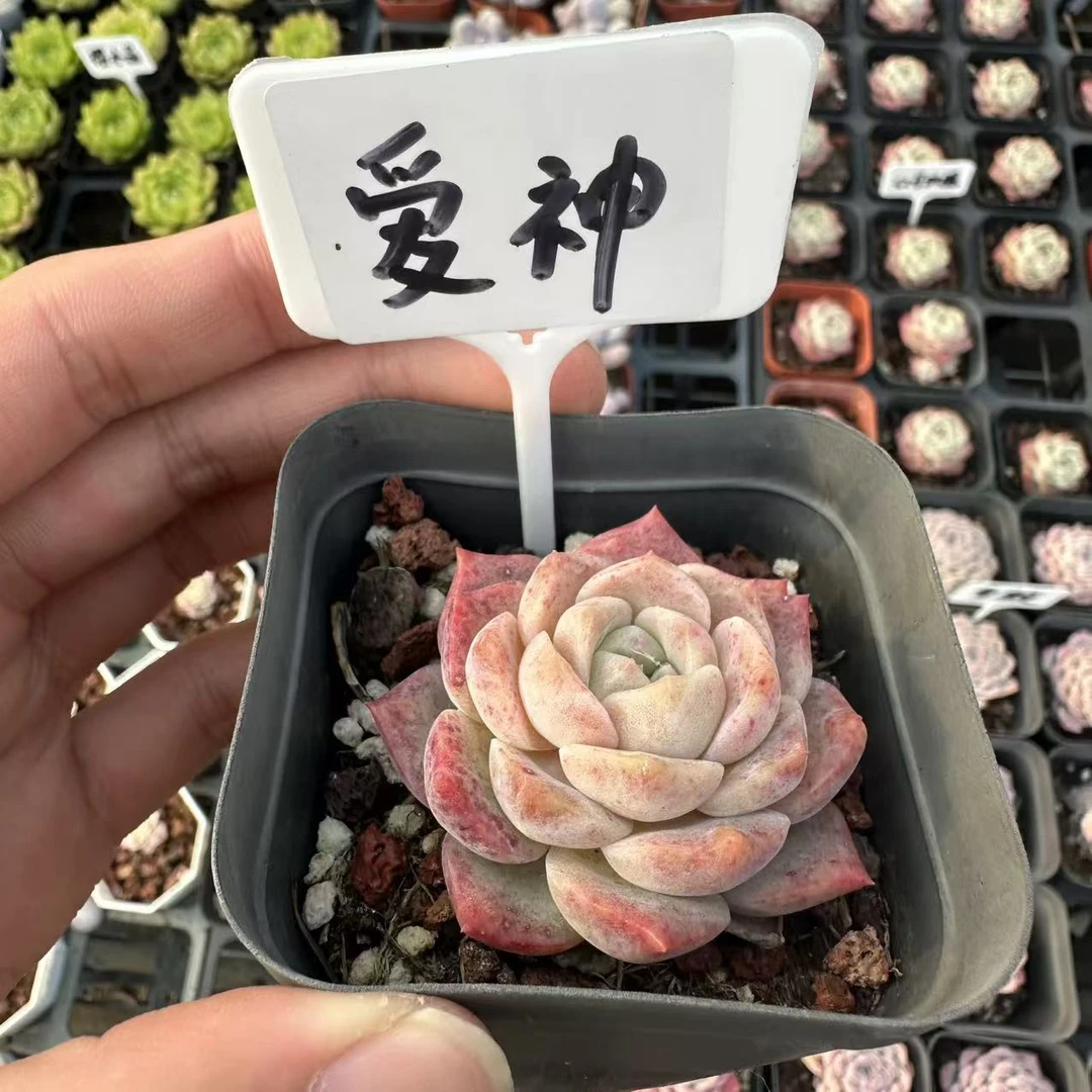 爱神拍一发二多肉植物 脱土